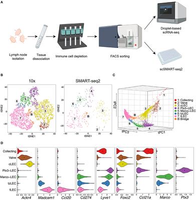 A Single-Cell Transcriptional Roadmap of the Mouse and Human Lymph Node Lymphatic Vasculature